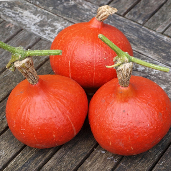 Pumpkin 'Uchiki Kuri' - 5 Seeds