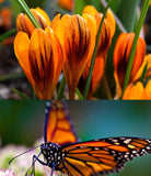 Crocus chrysanthus - Orange Monarch