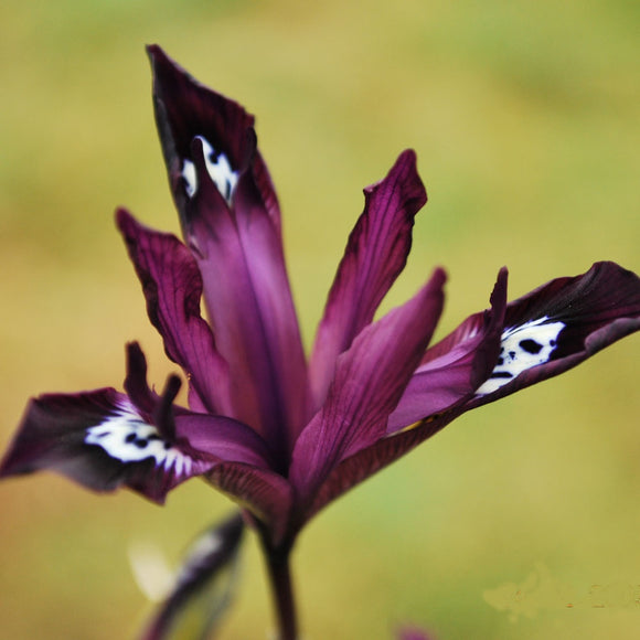 Dwarf Iris Reticulata - Pauline