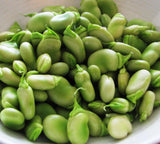 Aquadulce Claudia - Autumn or Spring Planting Broad Beans - 35 Seeds