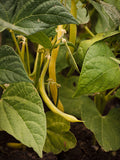 Cala d'Or - 25 Seeds - Dwarf French Beans