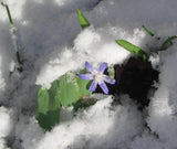 Chionodoxa Luciliae 'Glory of The Snow'
