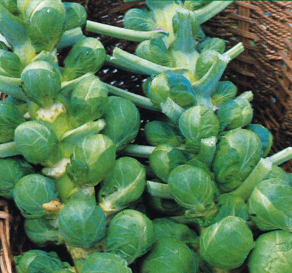 Brussels Sprouts 'Darkmar 21' - 100 Seeds