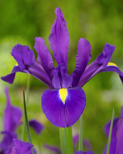Dutch Iris 'Purple- Sensation