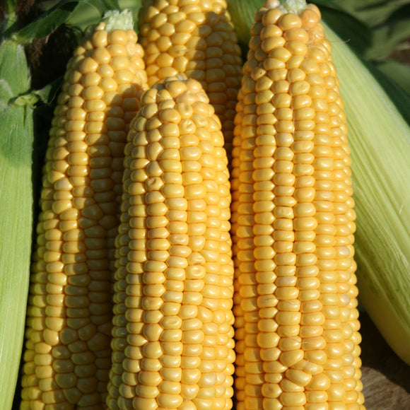 Sweet Corn Seeds 'Earlibird F1' (35 Seeds)