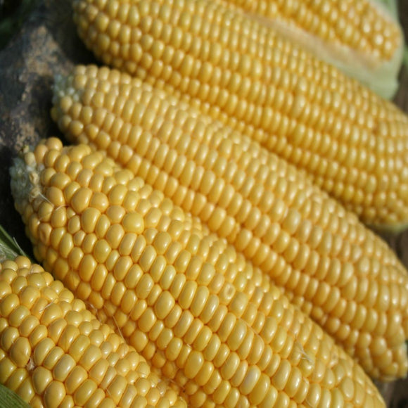 Sweet Corn Seeds 'Earliking F1 ' (35 Seeds)