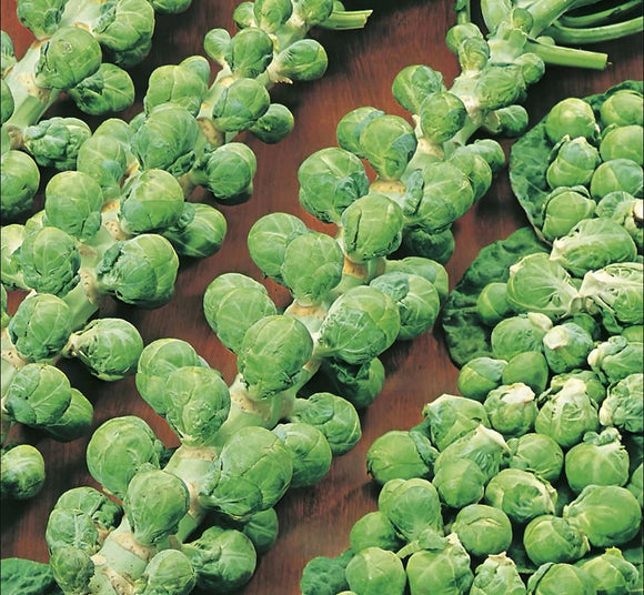 Brussels Sprout 'Evesham Special' - 100 Seeds
