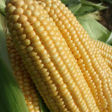 Sweet Corn Seeds 'Goldcrest F1' (35 Seeds)