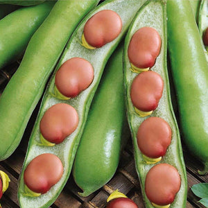 Karmazyn - Autumn or Spring Planting Broad Beans - 35 Seeds