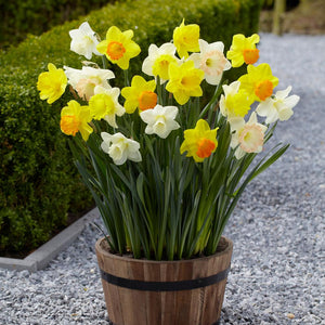 Mixed Miniature Daffodil Narcissi