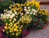 Mixed Miniature Daffodil Narcissi