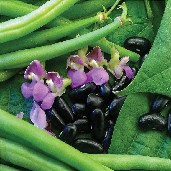 Nautica - 35 Seeds - Dwarf French Beans