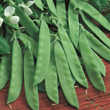 Oregon Sugar Pod - 35 Seeds -  Mangetout/Snow Peas