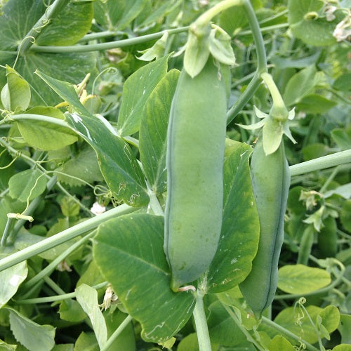 Meteor - 35 Seeds - Dwarf Garden Peas