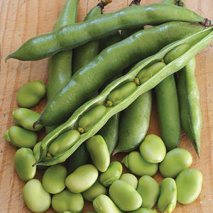 Robin Hood - Autumn or Spring Planting Broad Beans - 35 Seeds