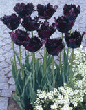 Tulip 'Black Parrot'