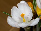 White Crocus Chrysanthus - Miss Vain