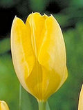 Fosteriana Tulip 'Yellow Purissima'