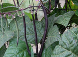 Purple Teepee - 25 Seeds - Dwarf French Beans