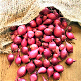 Red Karmen Onion Sets - Autumn or Spring Planting