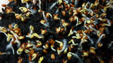 Common Cress - 500 Seeds