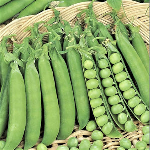 Douce Provence - 35 Seeds - Garden Peas