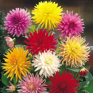 Cactus Dahlias - Mixed Colours