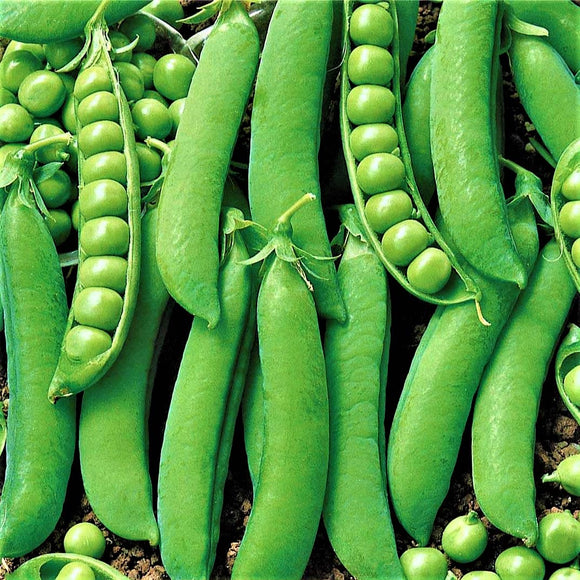 Early Onward - 35 Seeds - Garden Peas