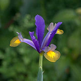 Mixed Dutch Iris