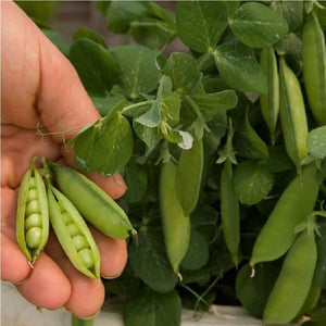 Half Pint - 35 Seeds - Garden Peas