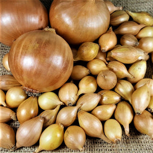 Jet Set Onion Sets - Autumn or Spring Planting