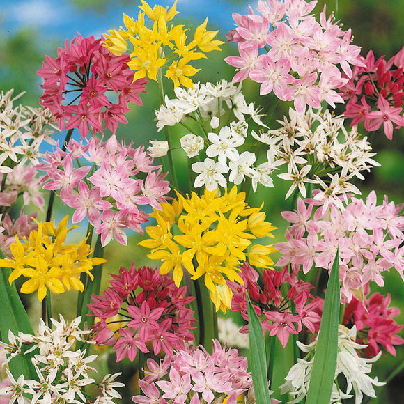 Small Flowering Mixed Alliums