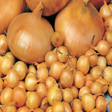 Rumba Onion Sets - Autumn or Spring Planting