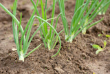 Rumba Onion Sets - Autumn or Spring Planting