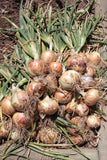 Rumba Onion Sets - Autumn or Spring Planting