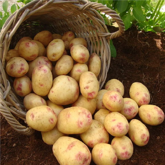Maincrop - Picasso (15 Tubers)