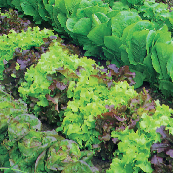 Mixed Lettuce Seeds (250 Seeds)