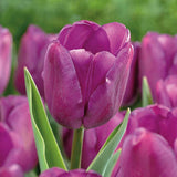 Triumph Tulip 'Purple Flag'