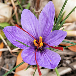 Crocus Sativus - Autumn Flowering Saffron