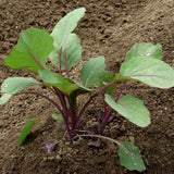 Brussels Sprout 'Evesham Special' - 100 Seeds