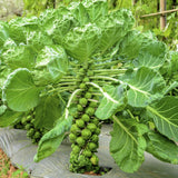 Brussels Sprout 'Seven Hills' - 100 Seeds