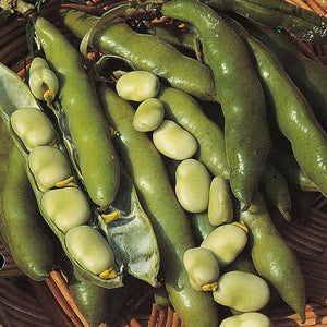 The Sutton - Autumn or Spring Planting Broad Beans - 35 Seeds