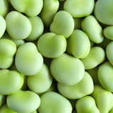 The Sutton - Autumn or Spring Planting Broad Beans - 35 Seeds