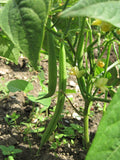 Annabel - 35 Seeds - Dwarf French Beans