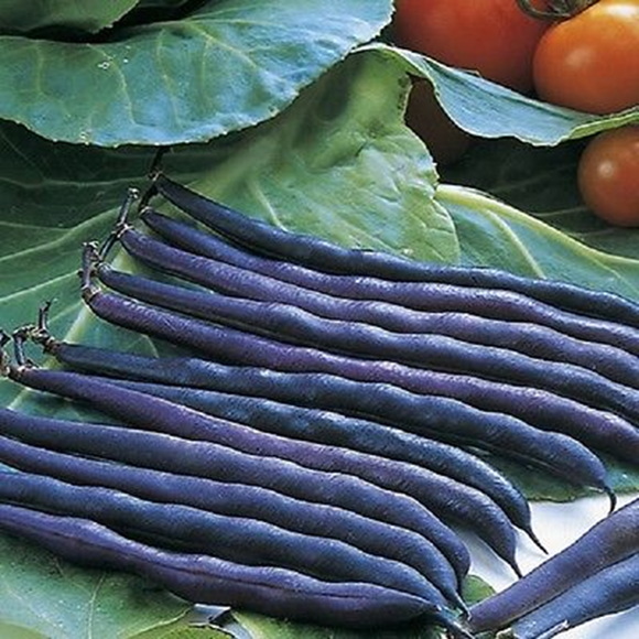 Purple Teepee - 25 Seeds - Dwarf French Beans